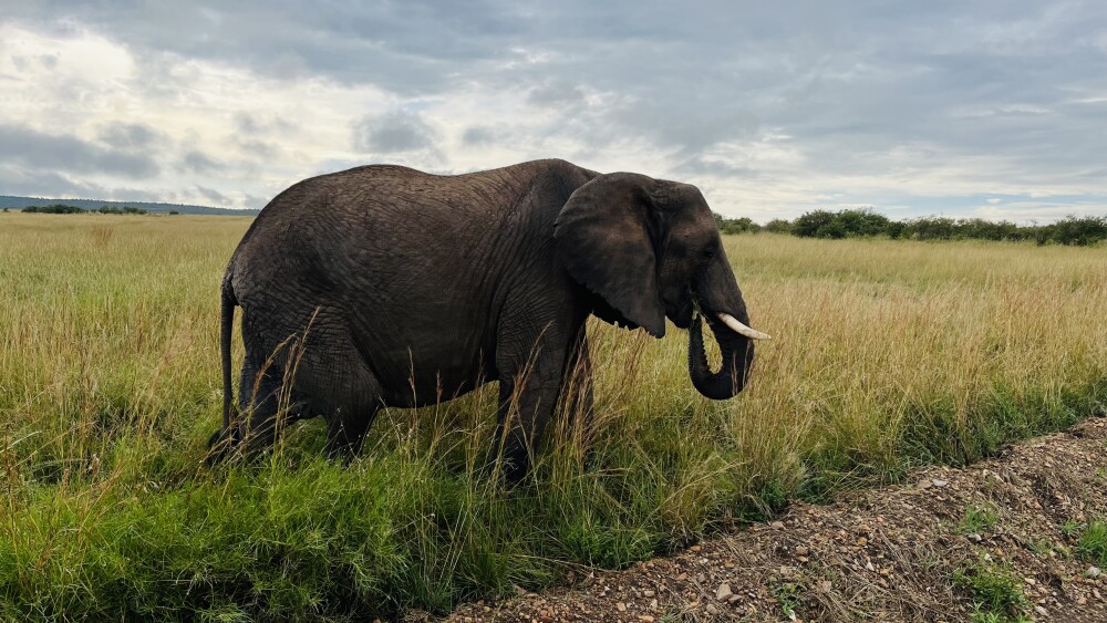 We saw so many elephants