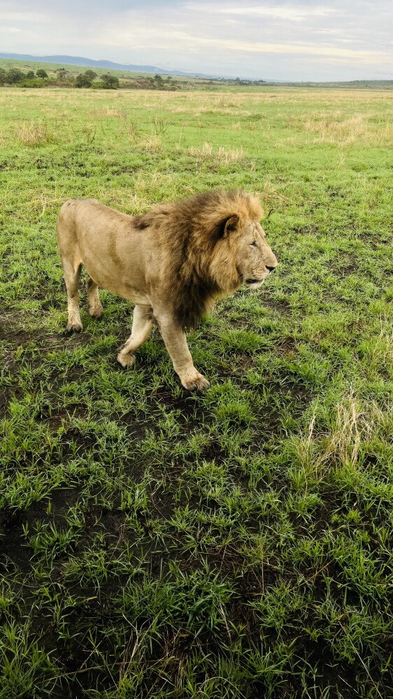 Luckily we saw a few groups of lions