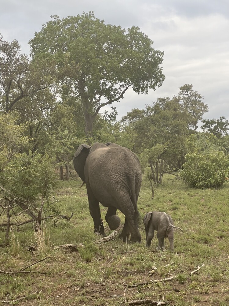 Elephant and baby on Kruger game drive