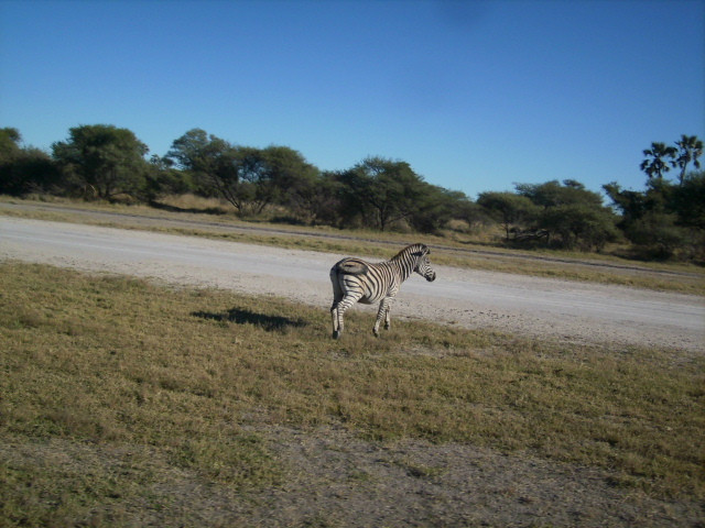 zebra crossing the airstrip in moremi
