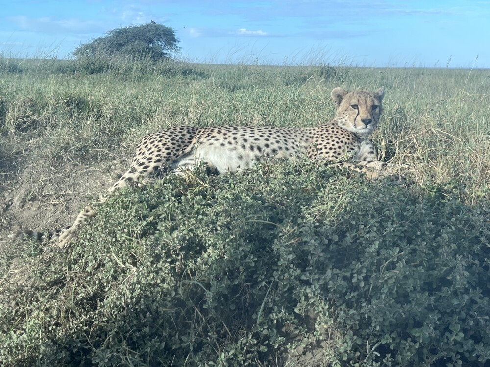 big cat