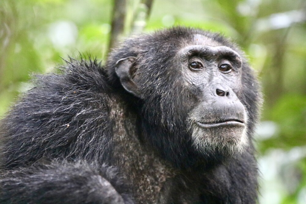 Chimp in Kibale