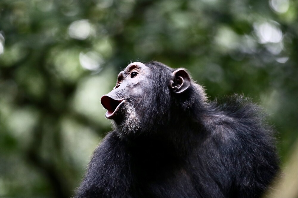Chimp in Kibale