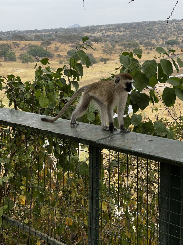Watch your food around these guys, they are quick and sneaky