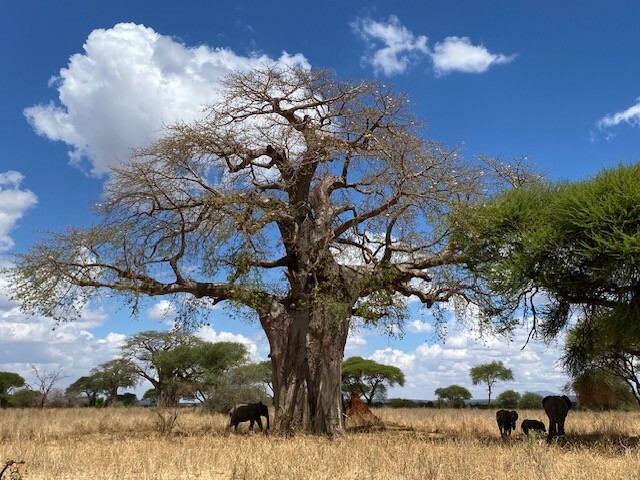 Photo by Dennet Lawende