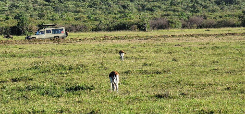 Thomson Gazelle grazing in the wild, it was all so green, plenty to eat. they always prefer open grounds where they can spot danger from far