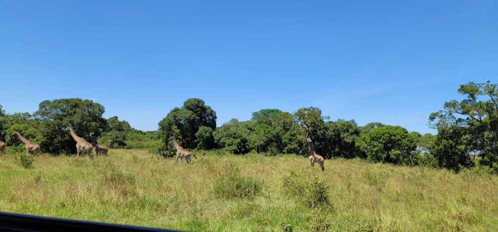 There is order in the wild, look at the giraffes on a straight line