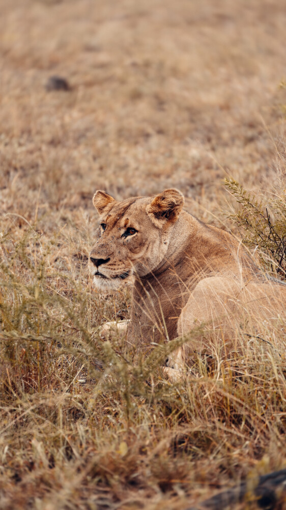 Lion sitting