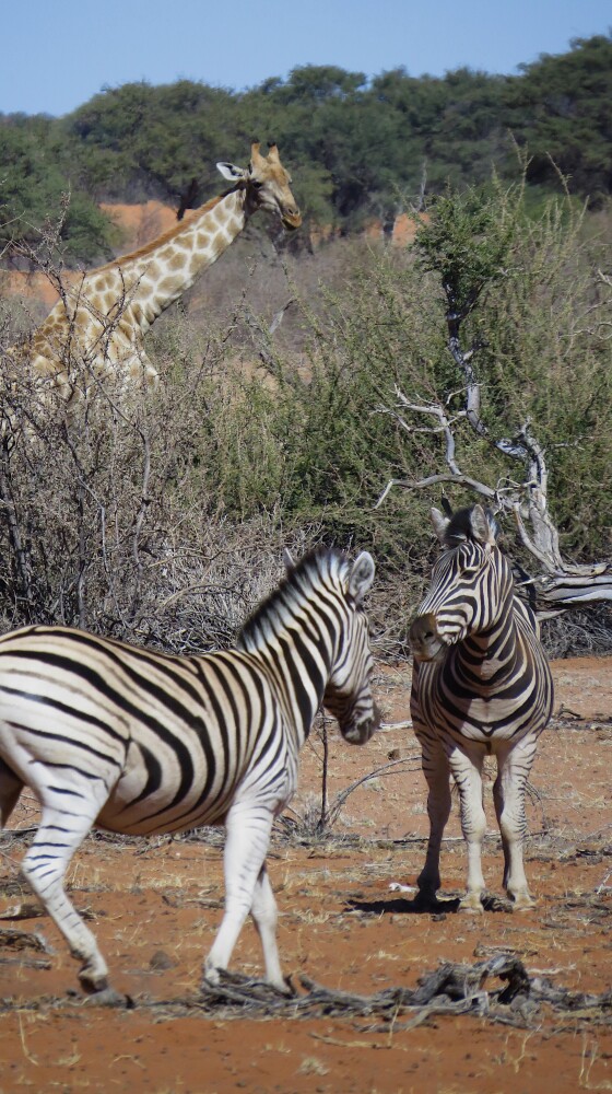 Jensen farm guest house, Kalahari desert