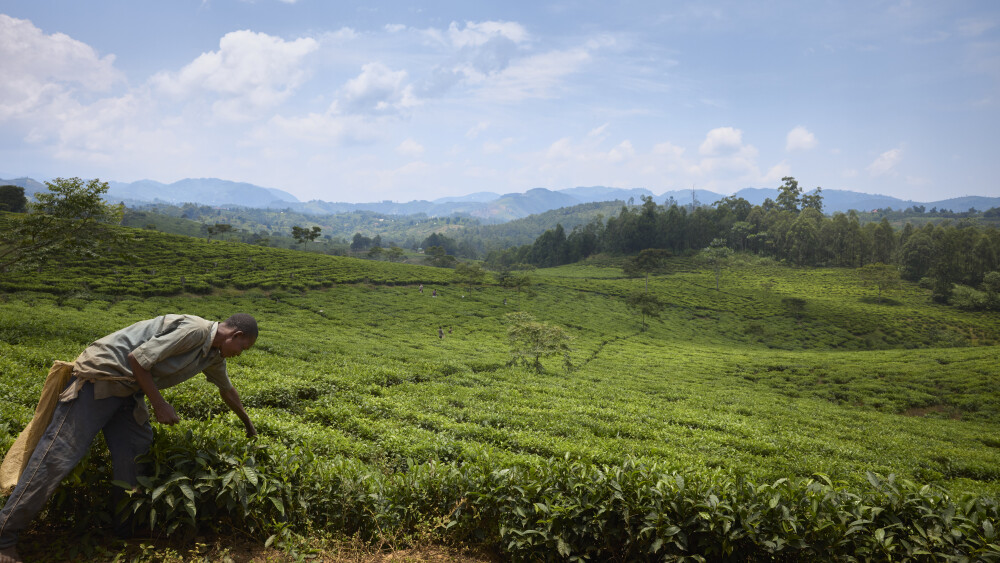 The drive to Bwindi is insanely scenic. If the roads weren't so crazy, I'd have asked to pull over every kilometre.