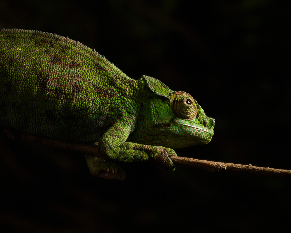 Female strange horn chameleon (Rwenzori)