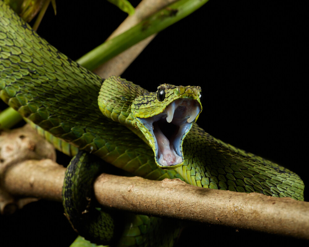 Great lakes bush viper (Rwenzori)