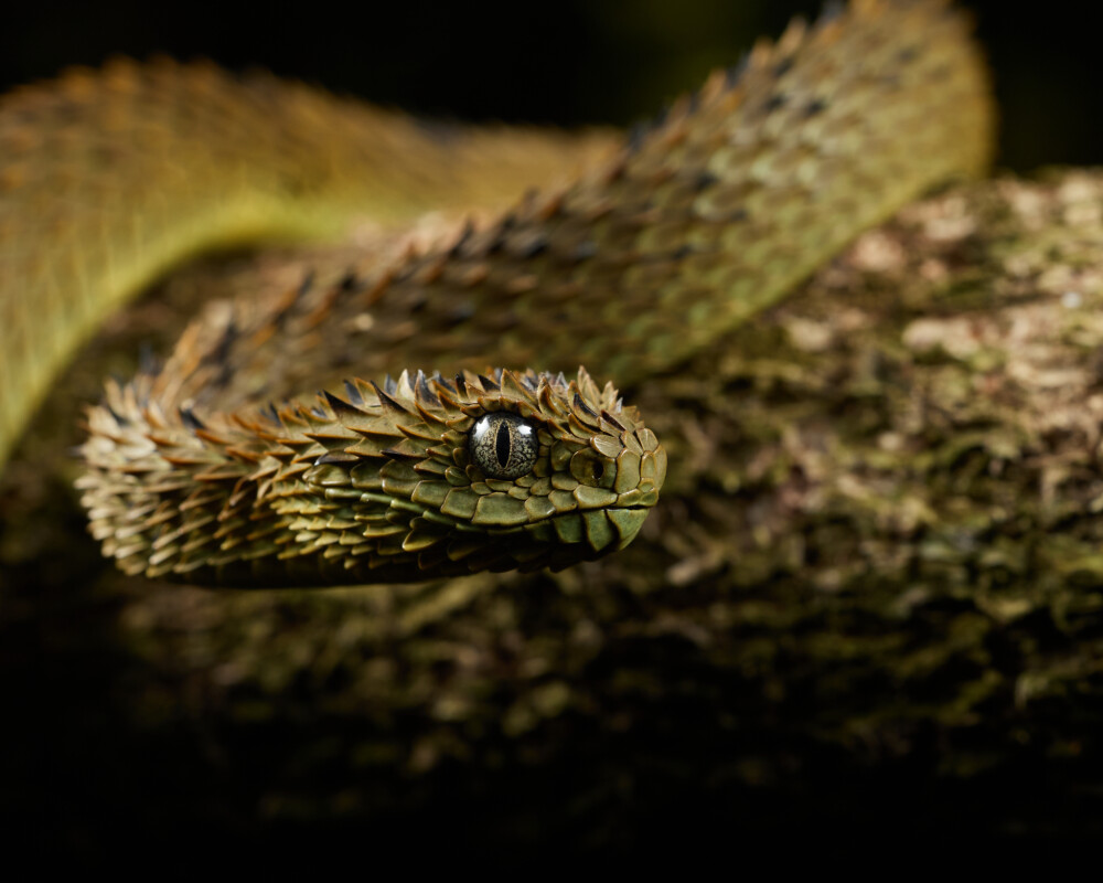 Spiny Bush Viper (Mityana)