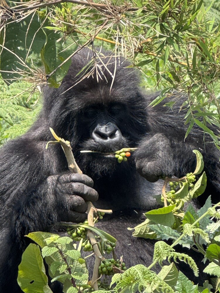The Amahoro family