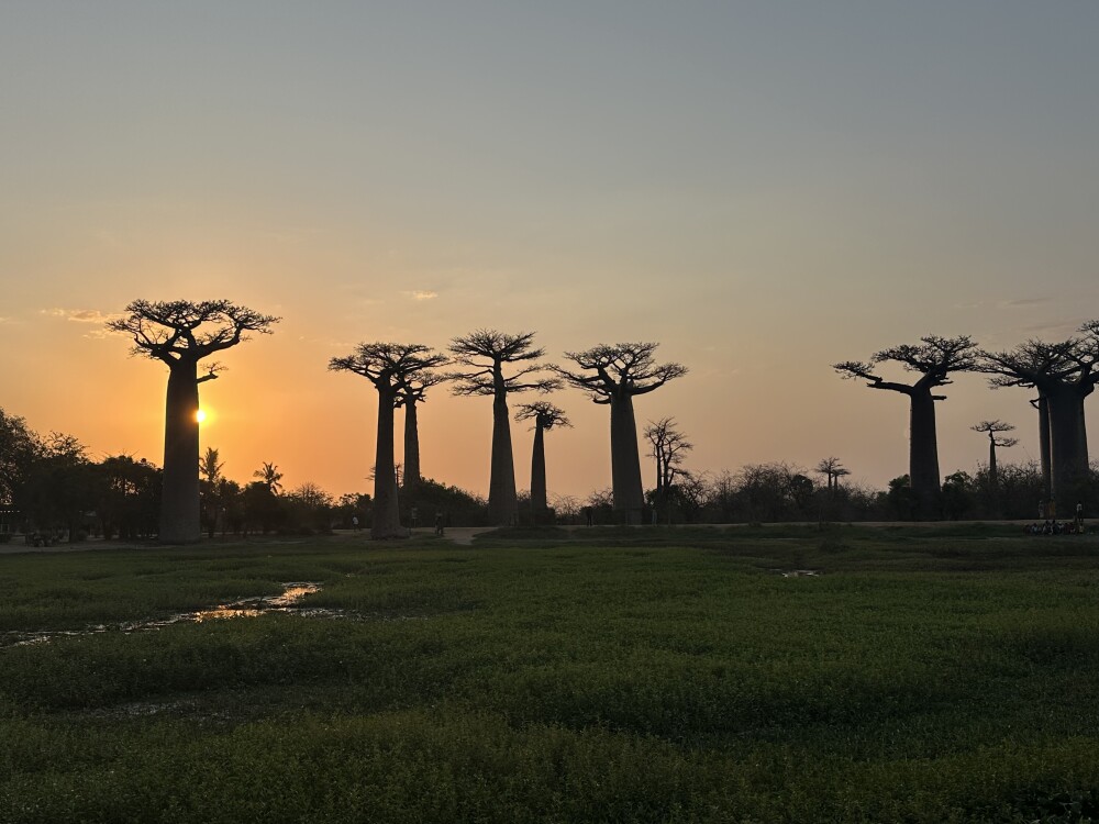 Alley of Boababs at sunset