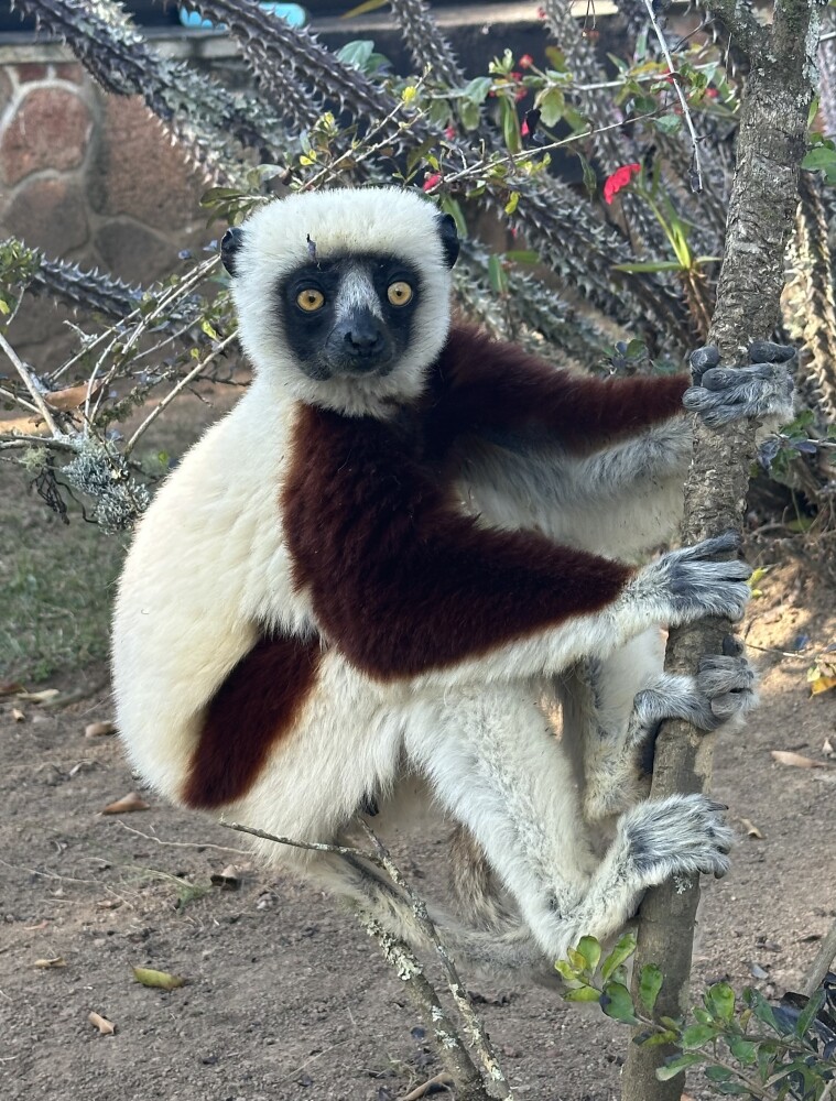 Sifafa lemur