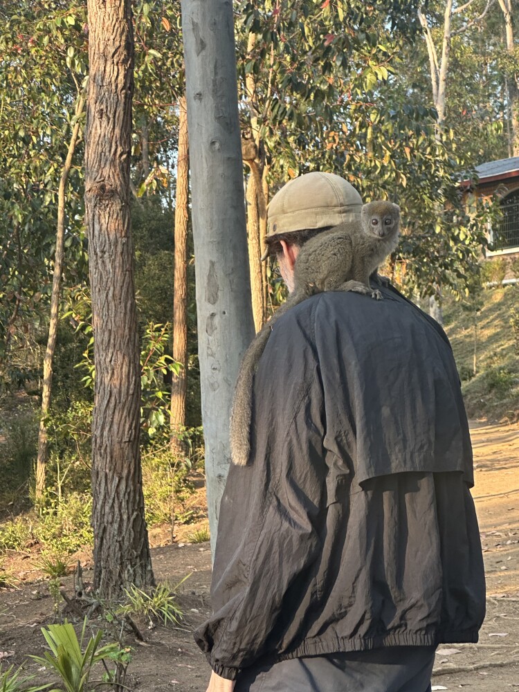 Bamboo lemurs can be very friendly