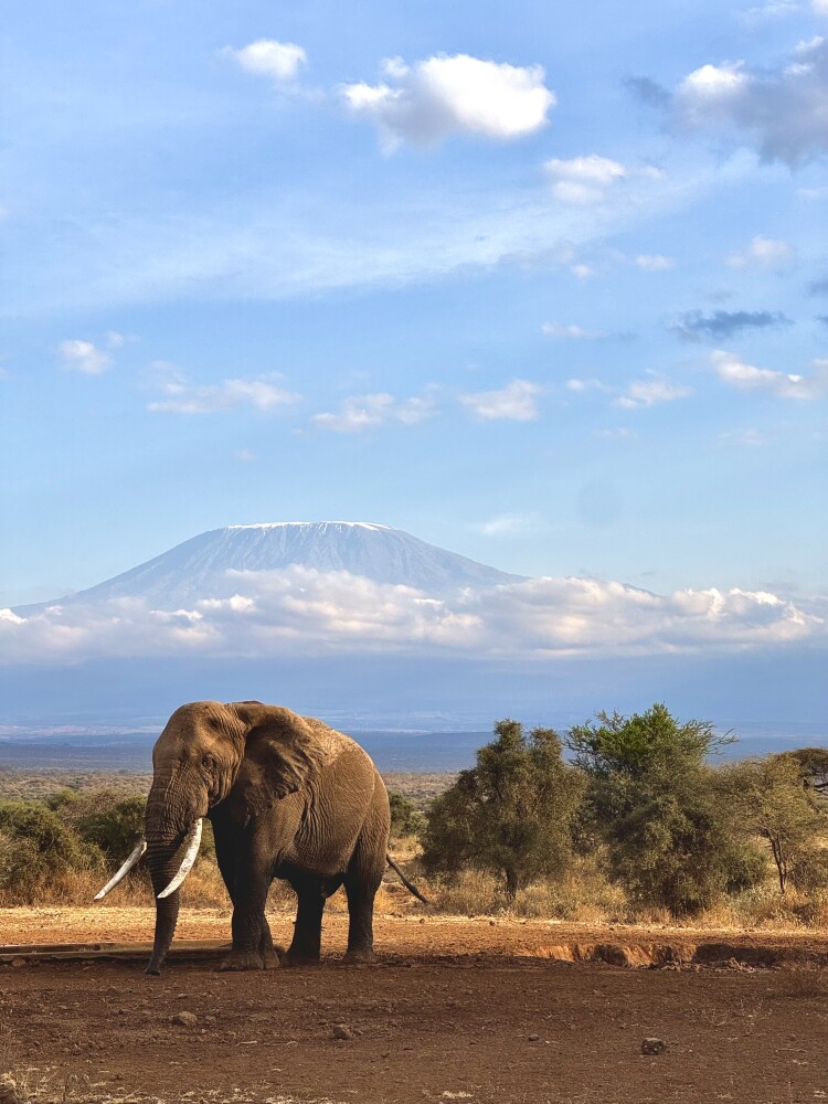 Kilimanjaro
