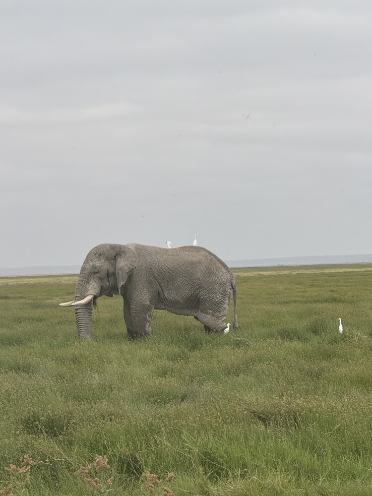 Tsavo