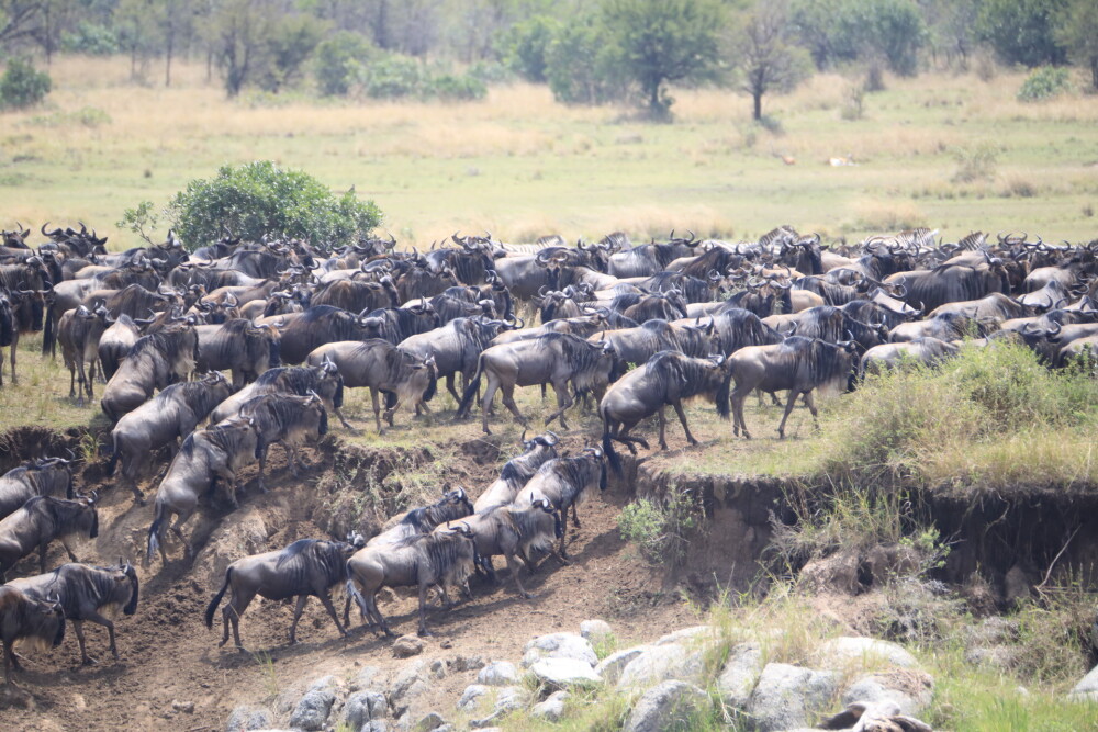 The Great Migration