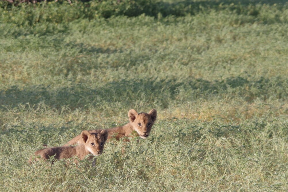 Beautiful encounter