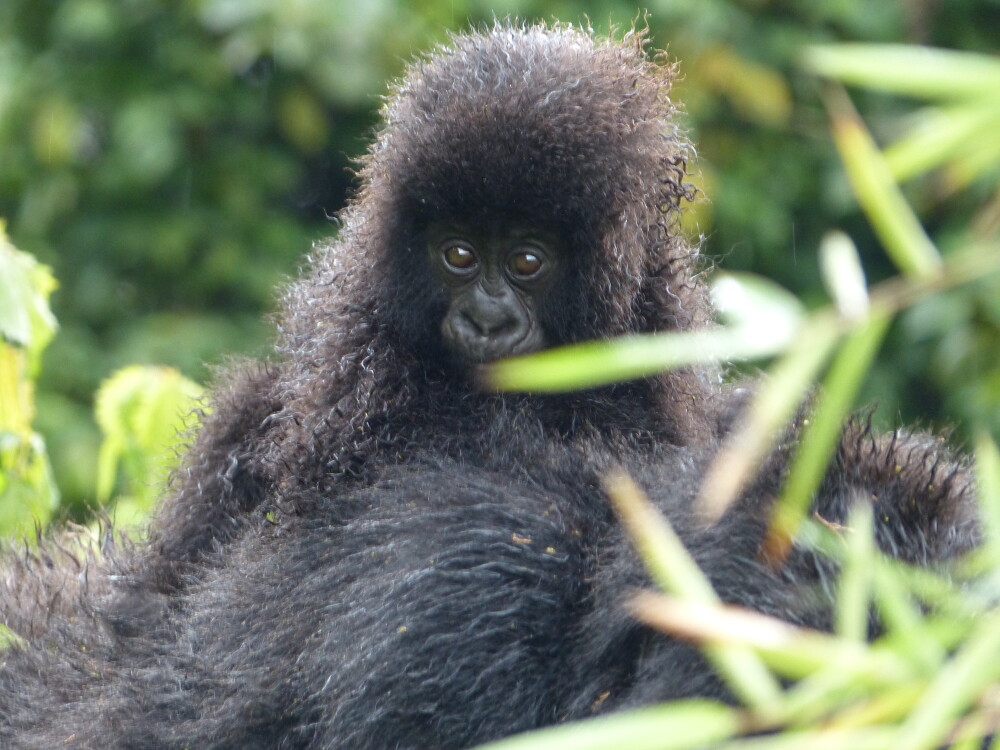 Baby gorilla