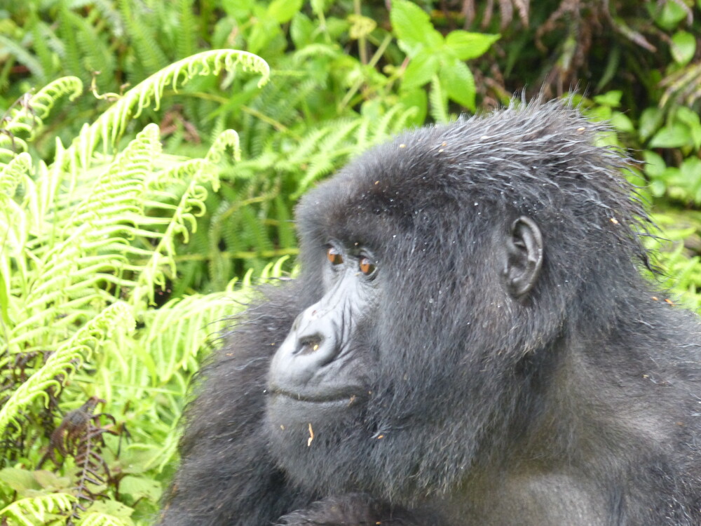 Gorilla