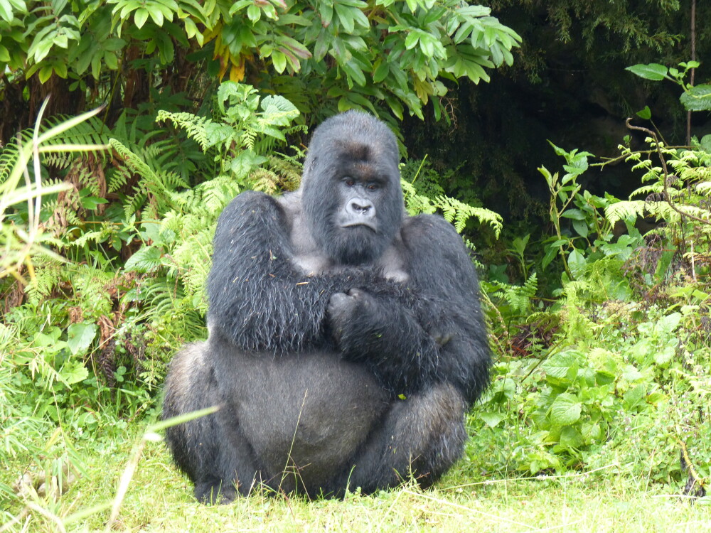 Gorilla