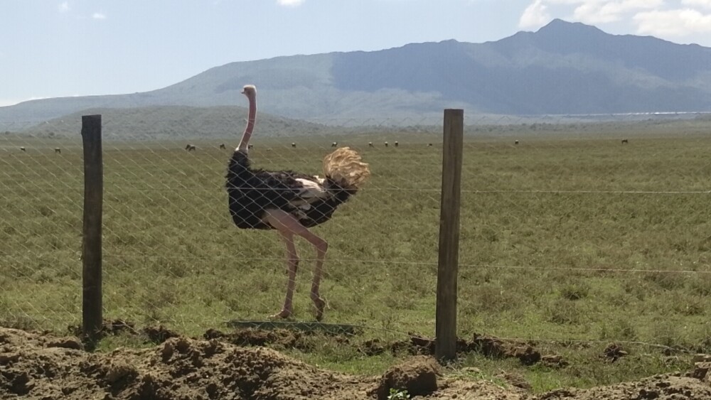 Ostrich