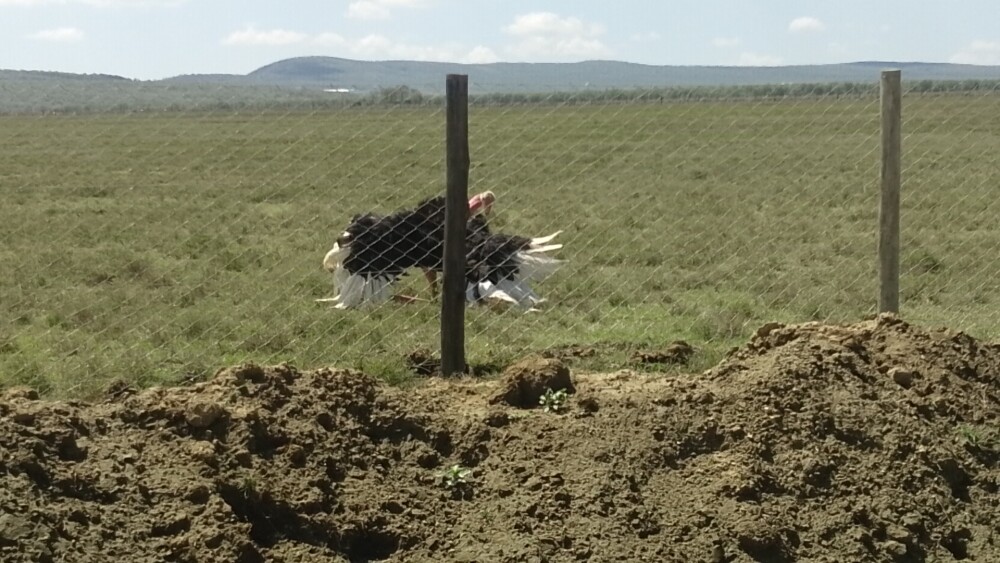 Ostrich dancing
