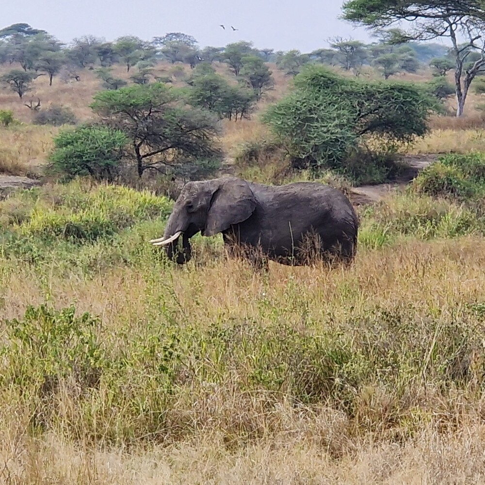 Photo by Bhupendra
