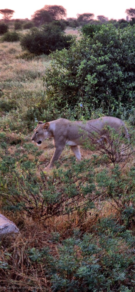 Lion