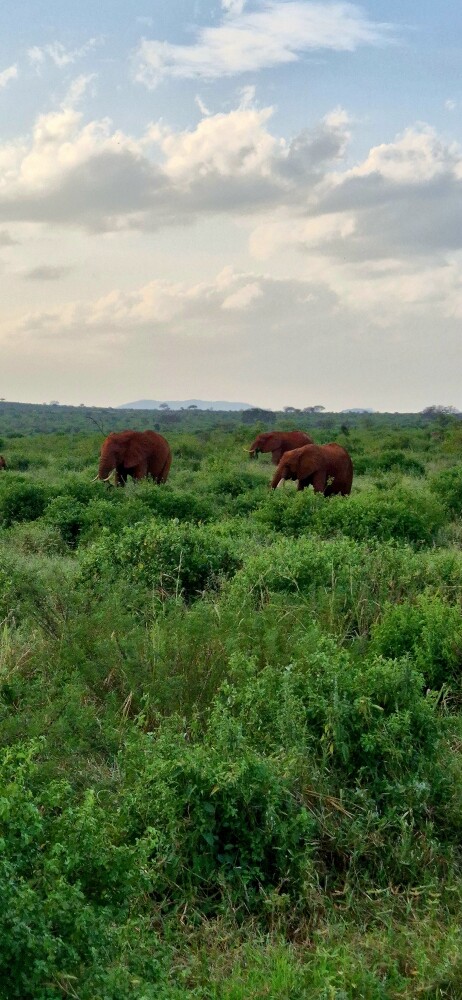 Elephant red