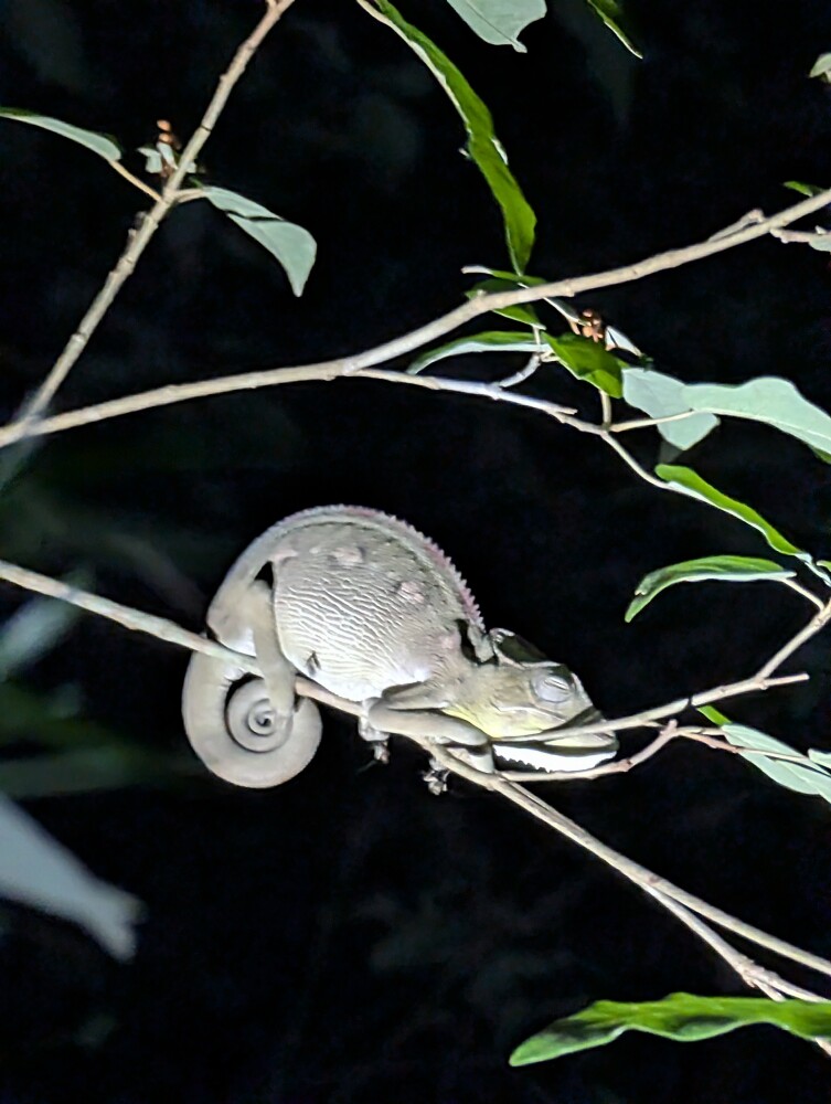 Photo by Birenbaum regis