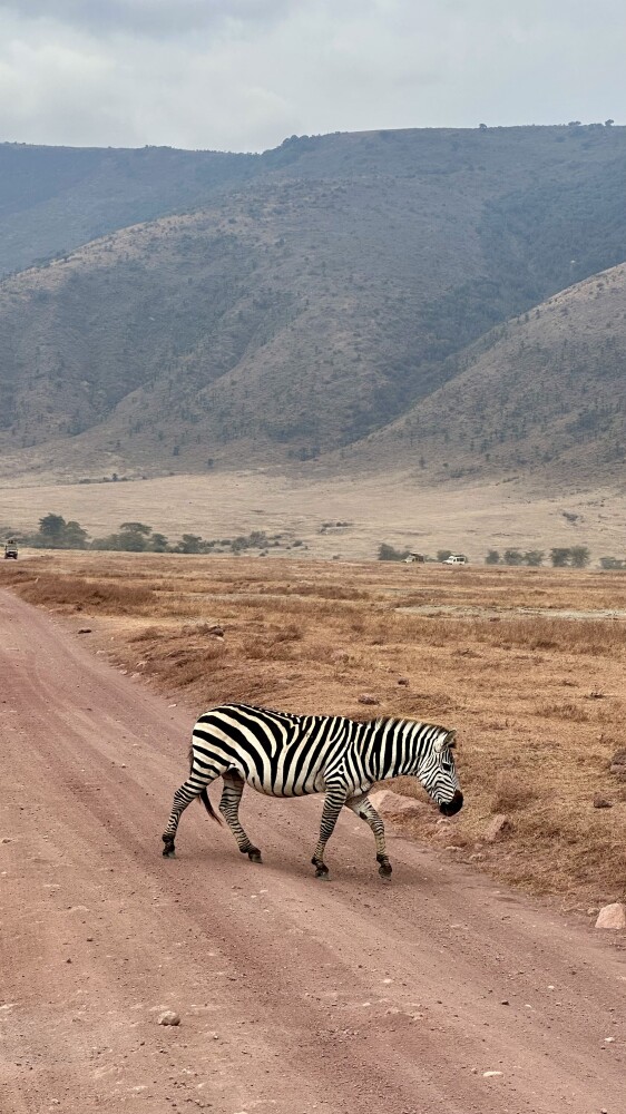 Ngorongoro