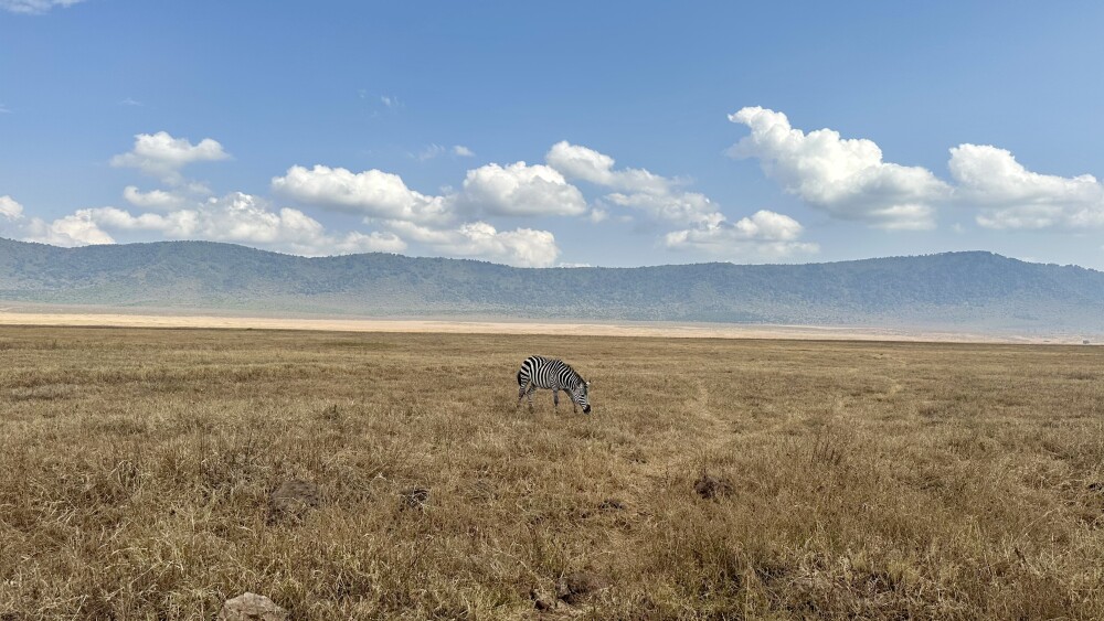Ngorongoro