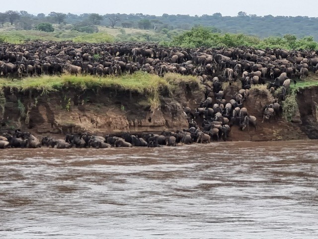 Masai Mara Migration