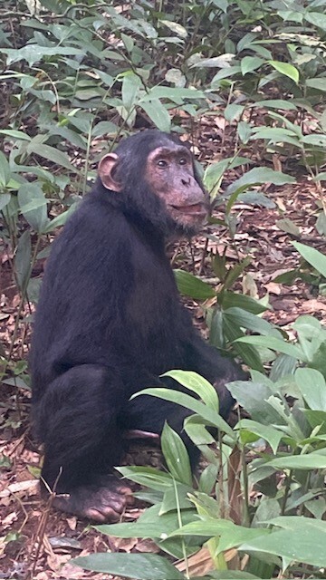 Kibale Forest