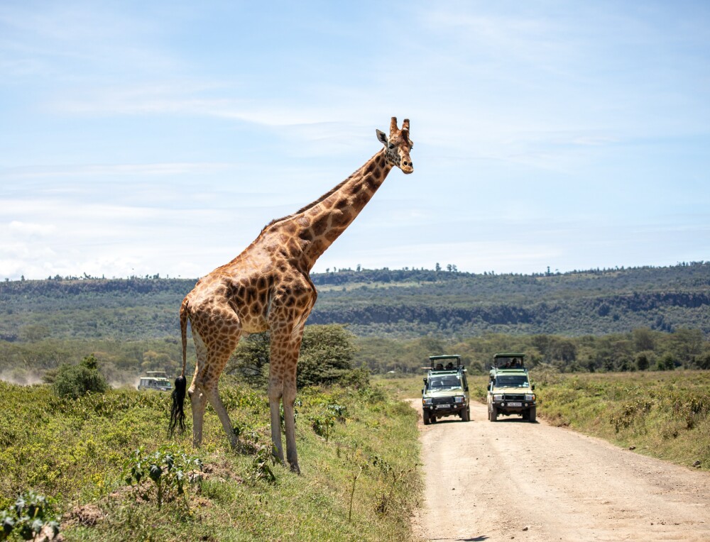 Giraffe