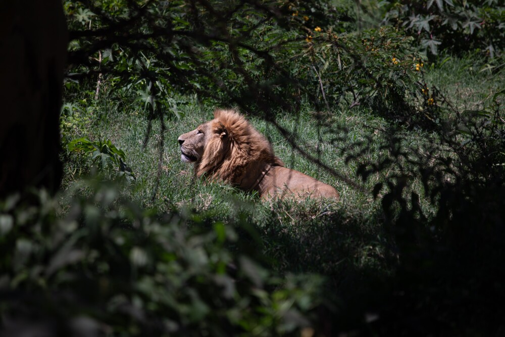 Lion towers