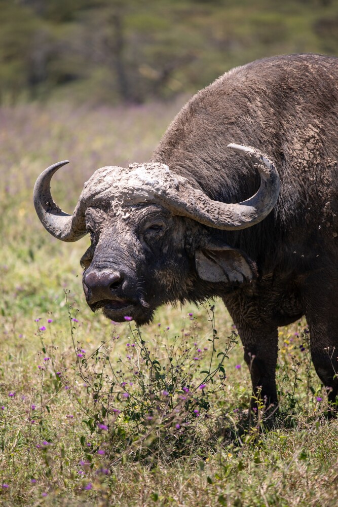 Buffalo