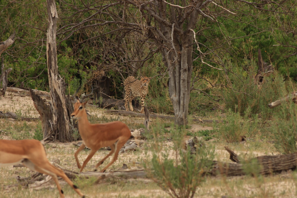 Prowling cheetah in the Moremi