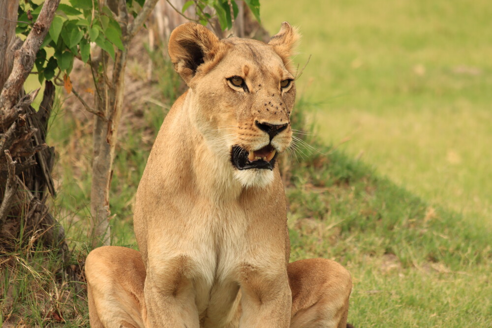 Lioness in the Moremi