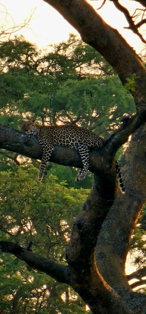 Leopard