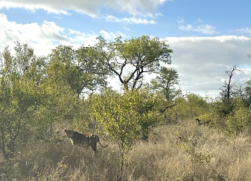 Lion sighting