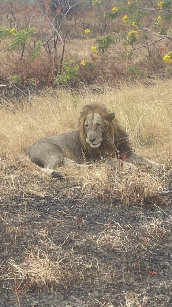 Lion