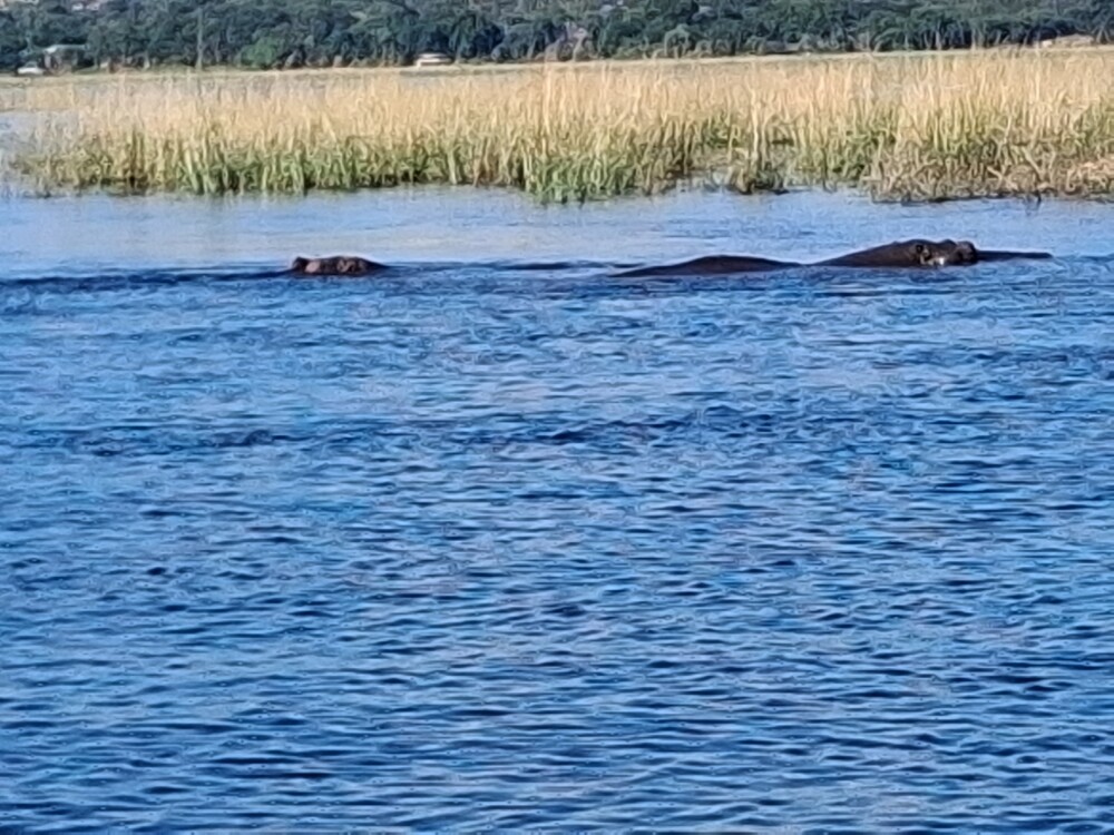 Hippos at Chobe national park