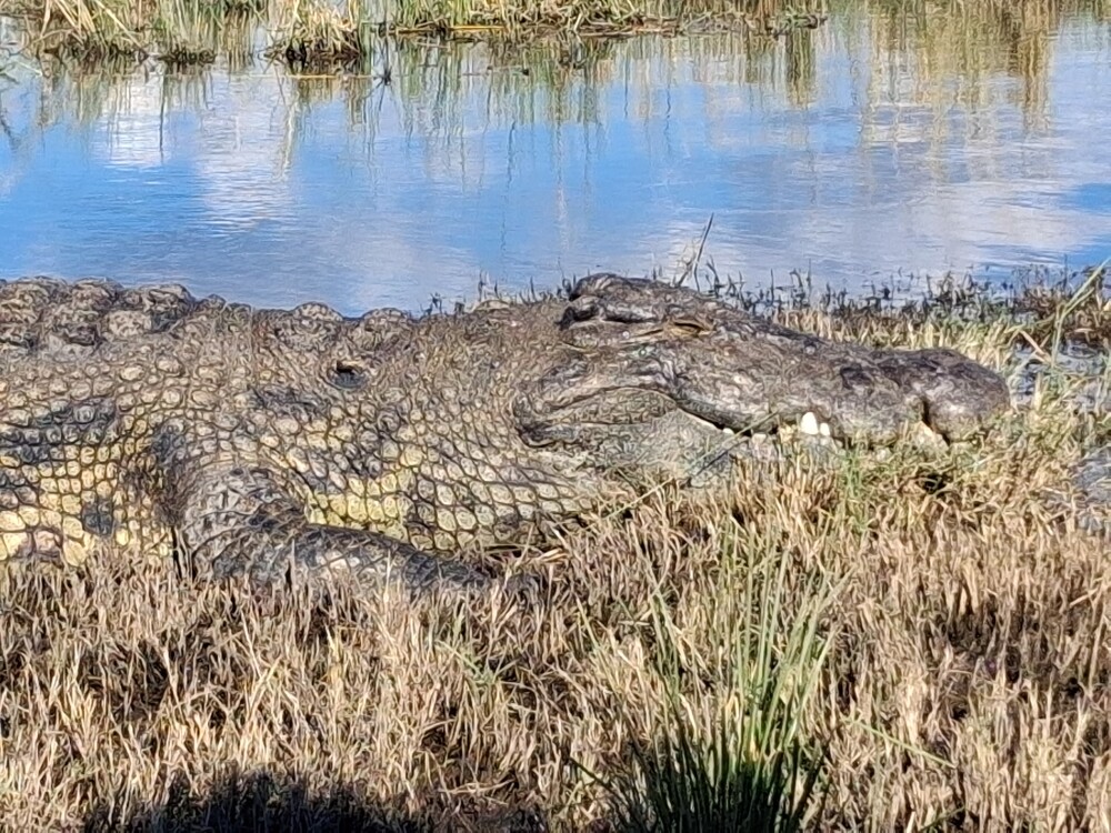 Crocodile enjoying the sun at Chobe
