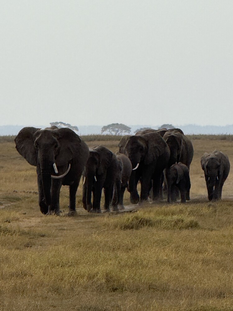Amboseli