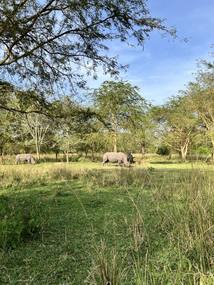 Rhino sanctuary